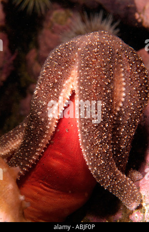 Polar sea star eating a sea peach in the Gulf of Saint Lawrence Stock Photo