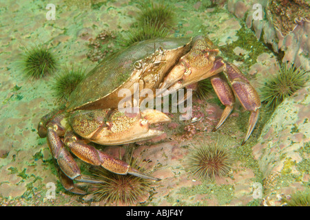 Common rock crab in the Gulf of Saint Lawrence, North Quebec Stock Photo