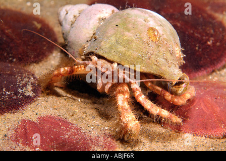 Hermit Crab (Dardanus arrosor) using a Sponge (Suberites domuncula) as its  home, Mediterranean Sea, Spain - SuperStock