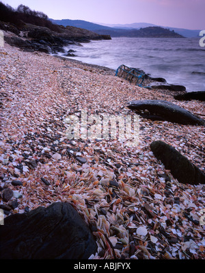 Beach made entirely from clam shells at Tarbert, Kintyre, Argyll Stock Photo