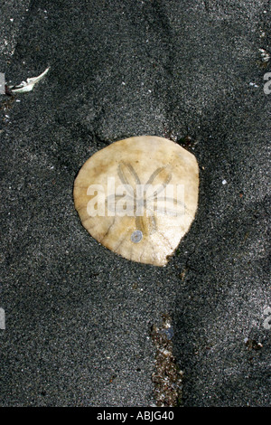 How to Find A Sand Dollar — Yoke and Abundance