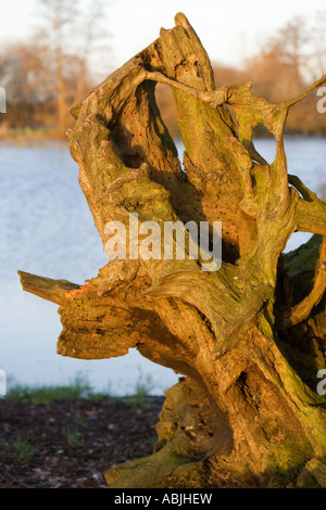 Gnarled old tree stump beside a flooded field. Dorset. Southern England. UK. Evening sunshine giving a glow to the old wood. Stock Photo