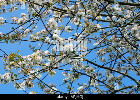 Crab apple tree in blossm. Picture by Paddy McGuinness. paddymcguinness Stock Photo