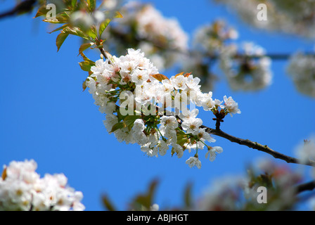 Crab apple tree in blossm. Picture by Paddy McGuinness. paddymcguinness Stock Photo