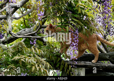 A cat prowling on top of a garden arbor through a maze of hanging wisteria. Stock Photo