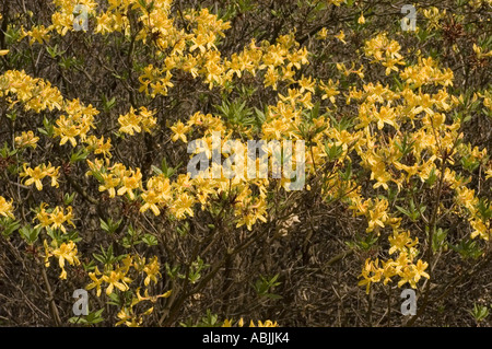 Yellow flowers of Oregon grape medicinal plant for psoriasis Berberidaceae Mahonia Aquifolium Apollo USA Canada Stock Photo