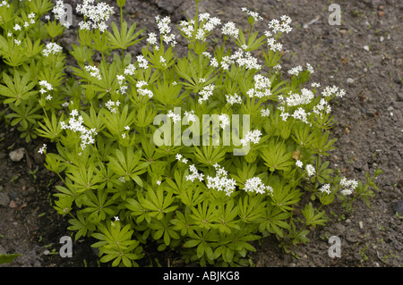 Plenty of small white flowers of Sweet Woodruff Rubiaceae Asperula odorata or Galium odoratum Stock Photo