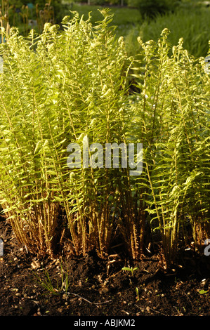 Young yellow leaves of CRESTED MALE FERN Polypodiaceae Dryopteris filix mas Stock Photo