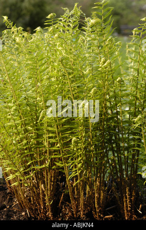 Young yellow leaves of CRESTED MALE FERN Polypodiaceae Dryopteris filix mas Stock Photo