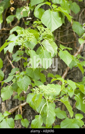 Climbing Hydrangea (Hydrangea petiolaris) of the Hydrangeaceae family growing on a tree trunk. Native to Japan and Korea. Stock Photo