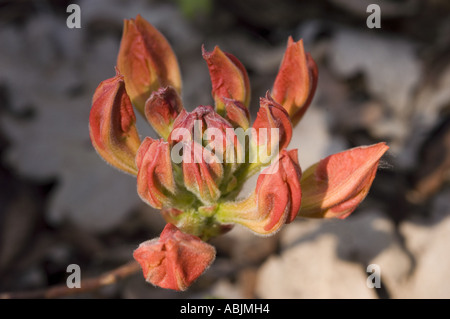 Undeveloped flower buds of red azalea Rhododendron ANTHONY KOSTER in a spring garden. Stock Photo