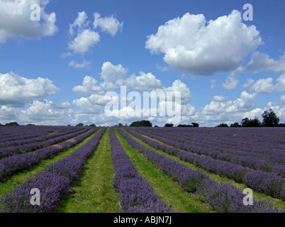 lavender field, Surrey, England, UK. Stock Photo