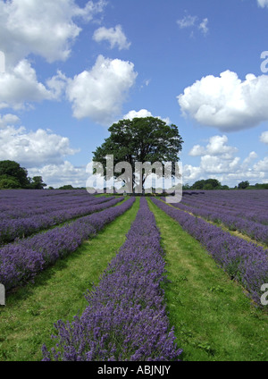 Tree in lavender field, Surrey, England, UK. Stock Photo