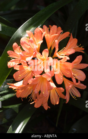 Orange flowers of Amaryllidaceae Clivia x Cyrtanthiflora Stock Photo