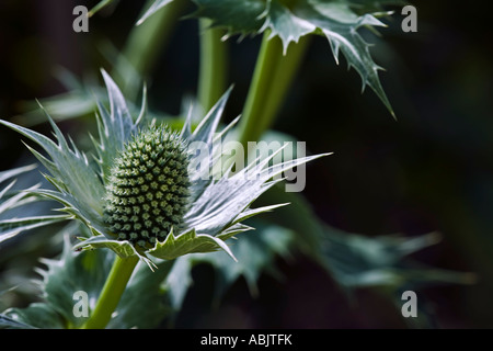 Eryngium giganteum Miss Willmotts Ghost Stock Photo