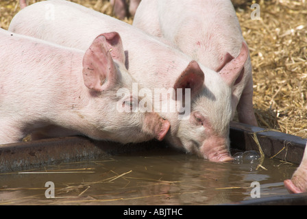 Weaner pigs at water trough in small pig rearing unit Norfolk UK Stock ...