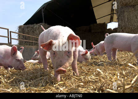 Weaner pigs in straw bedding  in small pig rearing unit Norfolk UK Stock Photo