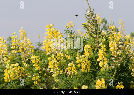 Petty Whin (Genista anglica), yellow flowered shrub Stock Photo