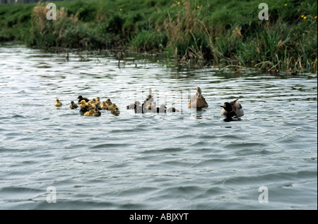 Very big duck family Stock Photo