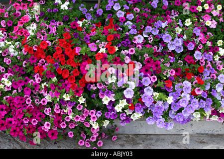 masses of colourful Petunias in Positano Amalfi Coast Italy Stock Photo