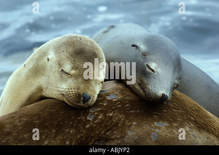 California Sea Lions (Zalophus californianus) Young animals sleeping Monterey Bay  California USA Stock Photo