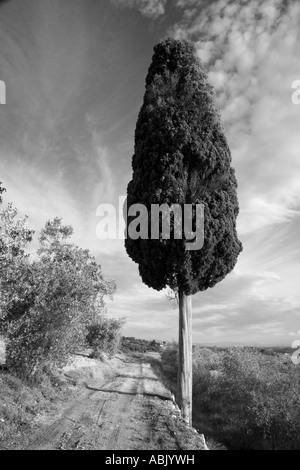 Cypress Tree Poggibonsi Tuscany Italy and farm track   Black & White, Europe, EU Stock Photo