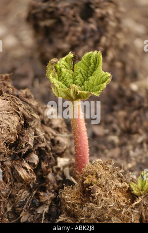 Young sprout of Gunnera manicata (Gunneraceae) emerging from mulch. Native to South America and Brasil, this giant rhubarb shows its first leaf. Stock Photo