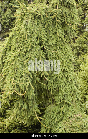 Close-up of the weeping branches of Pinaceae Picea abies Inversa, the Inversa Norway Spruce, featuring dense green needles in a garden setting. Stock Photo