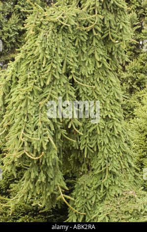 Pinaceae Picea abies Inversa Stock Photo