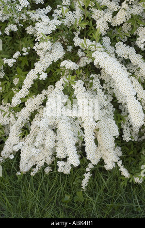 White flowers of Garland spirea May blooming plant Spiraea arguta Stock Photo