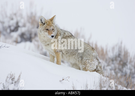 Coyote in winter, Yellowstone National Park Wyoming Stock Photo