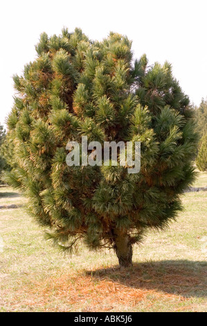 stone pine or alpine stone pine or Siberian stone pine or limba Pinus cembra Stock Photo