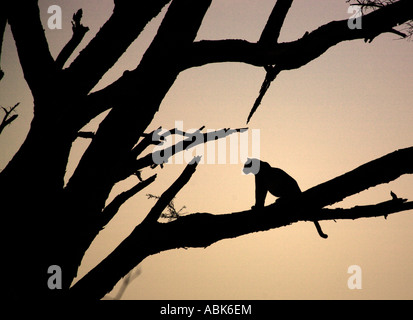 Leopard sitting in a tree silhouetted at dusk Kenya Stock Photo