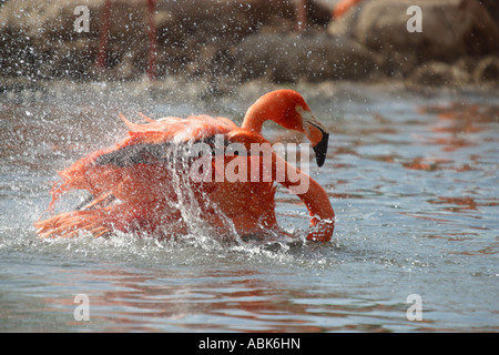 Caribbean flamingo washing Stock Photo