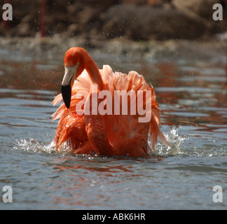 Caribbean flamingo washing Stock Photo