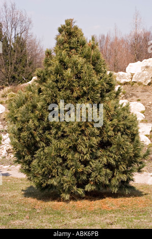 stone pine or alpine stone pine or Siberian stone pine or limba Pinus cembra Stock Photo