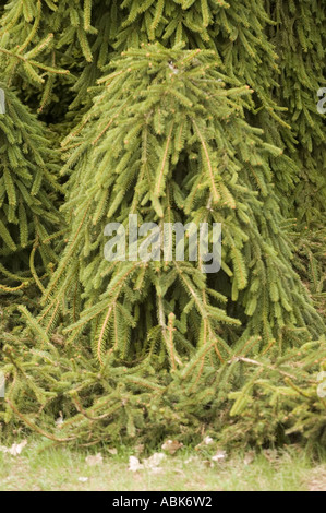 Close-up of Pinaceae Picea abies Inversa, the weeping Norway spruce, showing its characteristic drooping branches and dense green needles in a garden. Stock Photo