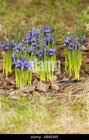 Early spring blue flowers of Iris reticulata M Bieb Irdaceae Iridodictyum reticulatum blooming in a garden with mulch. Stock Photo