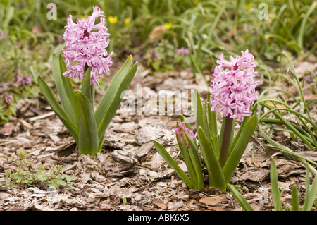 Pink spring flowers of Hyacinth hybride Hiacinthaceae Hyacinthus orientalis Stock Photo