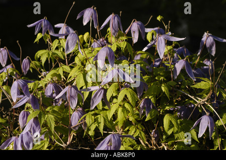 Violet flowers of Alpine clematis Clematis alpina blooming in a garden. Beautiful purple bell-shaped blossoms with green foliage. Stock Photo