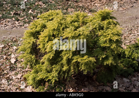 Eastern hemlock or Canada hemlock or hemlock spruce Pinaceae Tsuga canadensis Jeddoloh dwarf evergreen shrub in a garden setting. Stock Photo