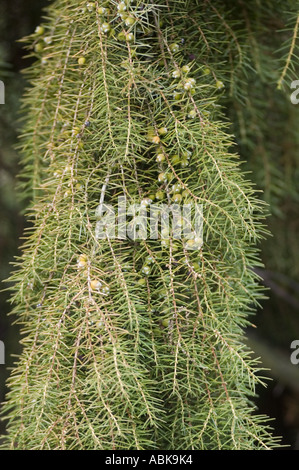 Juniperus Rigida Tree Temple Juniper (Juniperus rigida), branch Stock Photo - Alamy