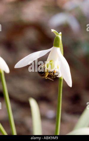 White flowers of early spring Common Snowdrop Milk Flower Latin name Galanthus nivalis Stock Photo