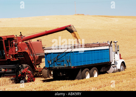 a combine unloads wheat into a truck in the rolling hills of the Palouse area of southeastern Washington state Stock Photo