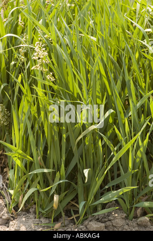 SWEETGRASS Graminae Hierochloe odorata Stock Photo