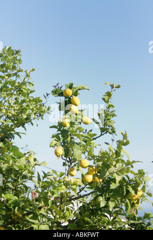 Lemon tree extending into blue sky Stock Photo