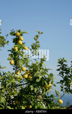 Lemon tree extending into blue sky Stock Photo