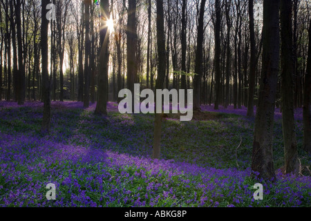Bluebell Woods in the early morning light at Angmering Park West Sussex 2007 Stock Photo