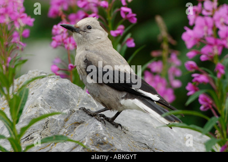 Clark's nutcracker on rock with fireweed in background Banff National Park Alberta Canada Stock Photo