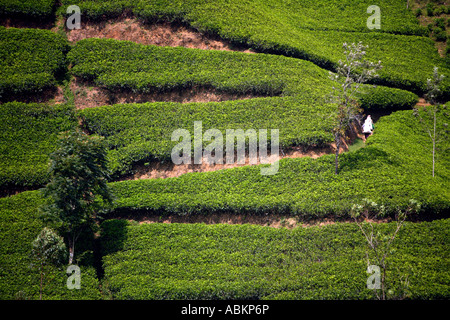 Tea picking Watawala area near Hatton, Central Province, Sri Lanka, Asia Stock Photo